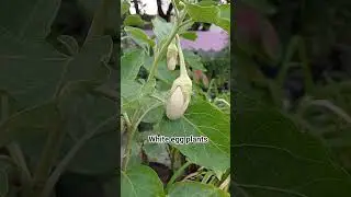 Growing brinjals with mustard cake fertilizer. White egg plants in pots #eggplant #brinjalplant