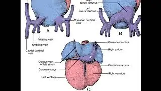 Cardiovascular Development 2 I Heart Development