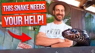 Help ME Save the Indigo Snake!