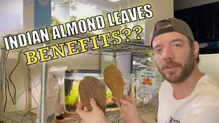 Indian Almond Leaf Catappa Leaf Benefits to Aquariums