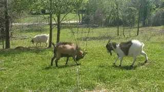 horned fainting goats fighting. These boys are silly #babygoats #FAINTINGGOATS #goatbabies #toocute