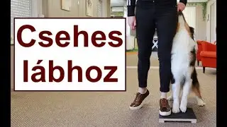 Hogyan tanítsd a csehes lábhozt? - bemutatjuk Shaney Aussieval