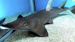 トンガリサカタザメ　Bottlenose wedgefish　Rhynchobatus australiae