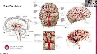 The Psychological Impact of Stroke with Dr Tom Burke