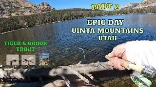 Epic Dry Fly Fishing for Tiger & Brook Trout in Utah's Uinta Mountains PART 2