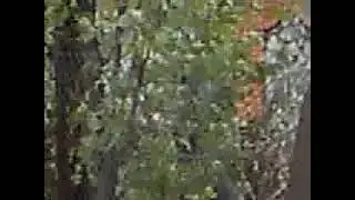 MOV00003