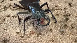 オオエンマハンミョウの食事（レッドローチ）