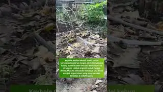 🏡 Apa itu Keyhole Garden?
