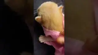 Dressed kitten #cat #kitten #dress #fancy #new #show #funny #papa