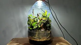Paludarium dari galon #paludarium #hardscapedesign #aquarium #aquascape #vivarium #terarium #galon