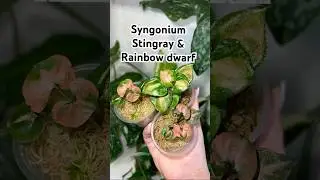 Сингониум Stingray(Скат) mini и Rainbow dwarf(Радужный карлик)  #plants