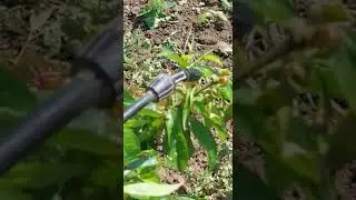 Alge marine ingrasamant foliar natural pentru Piersici 1. clip