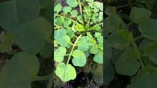 Hairy Bittercress  Cardamine hirsuta