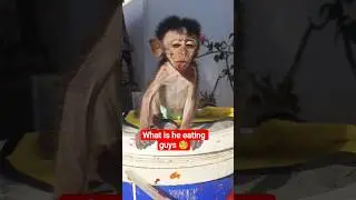 OH...NO...What is baby monkey eating??? #monkey #babymonkey #cutemonkey #monkeypet #short #shorts