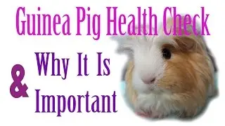 How To Give a Guinea Pig a Health Check *Series*