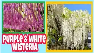 WHITE AND PURPLE WISTERIA/ASHIKAGA FLOWER PARK/The tale of Fuji no Hana/Mideth Supocado