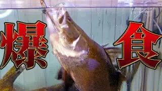 【巨大化】腹ペコになりすぎた古代魚の食欲が爆発して過去最高に…