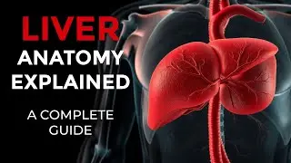 Liver Anatomy Explained: Lobes, Blood Supply & Bile Flow