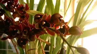 Orchids - Two (2) Week Time Lapse of Cymbidium Orchid Flowers
