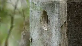 Meet the Bird That Descends Headfirst! The Eurasian Nuthatch