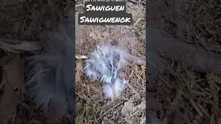 How to say plume feather speaking Abenaki Language🪶 #feather #wabanaki #migwen #abenaki
