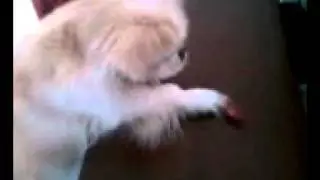 Peaches and the Treat