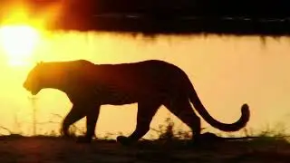 Leopard Encounter  Tanzania Safari Adventure with foxtrot travel