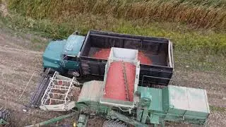 Knickerbocker Farm Kidney Bean Harvest, Pittsford, New York, 2020