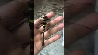 Beautiful Dragonfly 🐝🐛 and we called her helicopter 🚁 😂