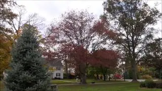 Charter Oak Project Part 83 : The Orange Green, First Tree