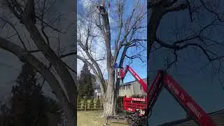 🌳 Watch Us Tackle This Massive 60ft Silver Maple weighing 8,000 lbs! 🌳 #treeremoval #treeservice