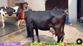 ਅਵਤਾਰ ਫੇਰ ਲੈ ਆਇਆਂ ਟੌਪ ਦੀਆ ਤਿੰਨ ਵਹਿੜਾ ਰੇਟ ਜਮਾ ਜਾਇਜ਼