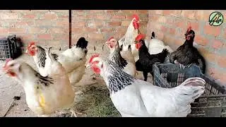 White bird's are eating, walking,  and loving with each other beautifully 🕊️🐔🏡🤍💕