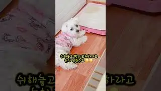 매일 매일 💩 배변판 지키며 노숙하는 개 #반려견 #말티즈 #노숙하는 #개 #pets