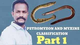Petromyzon and Myxine part 1