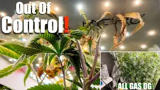 Epic! All Gas OG: Out of Control Cannabis plant Training