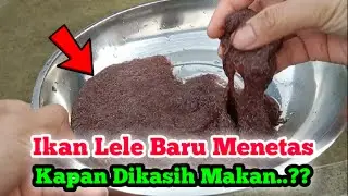 PAKAN LARVA LELE BARU MENETAS