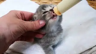 Hungry Kittens! Who’s the Chonkiest Now? 🐾💕 Subtitles