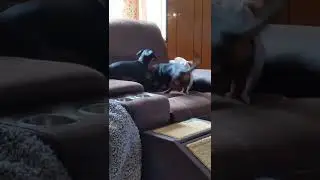 Chloe & Jasper Play Fight Together