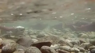 Adams River Salmon Run