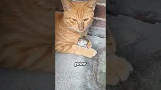 Ever seen a cat play with a mouse? It&rsquo;s like a live-action cartoon! | STBossEn