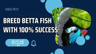 How to breed betta fish with 100% success rate? | Explained in Kannada