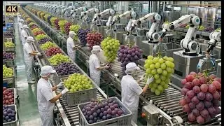 How It's Made: Raisins 🍇 Inside a Massive Dried Fruit Factory