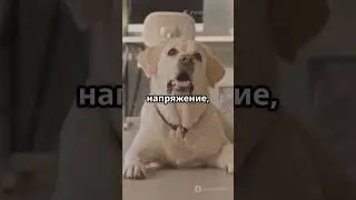 Собака как идеальный HR-менеджер: миф или реальность?