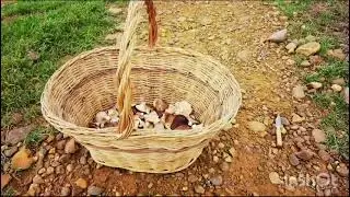 recogida de setas de cardo en tierra de campos Palencia 🎥🎞️🍄
