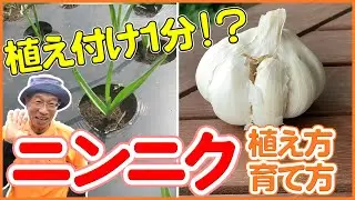 【栽培生活】超簡単！！ニンニクの植え方・育て方！初心者の秋冬の栽培に是非おすすめです！【シェア畑】