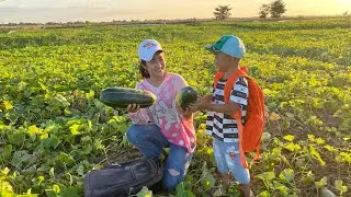 Chef Seyhak : Seyhak and moomy pick melon from the farm / Beautiful melon farm