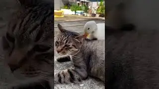 #catrelaxing