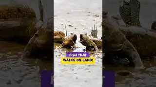 This Fish Can WALK on Land?! 😱