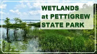 Pettigrew State Park wetlands by ncwetlands.org